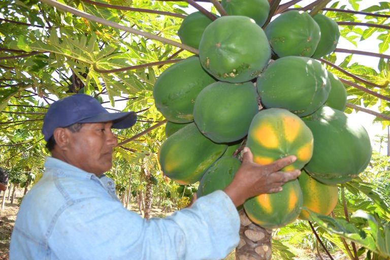 Agricultores de Sechura se asocian y diversifican sus cultivos