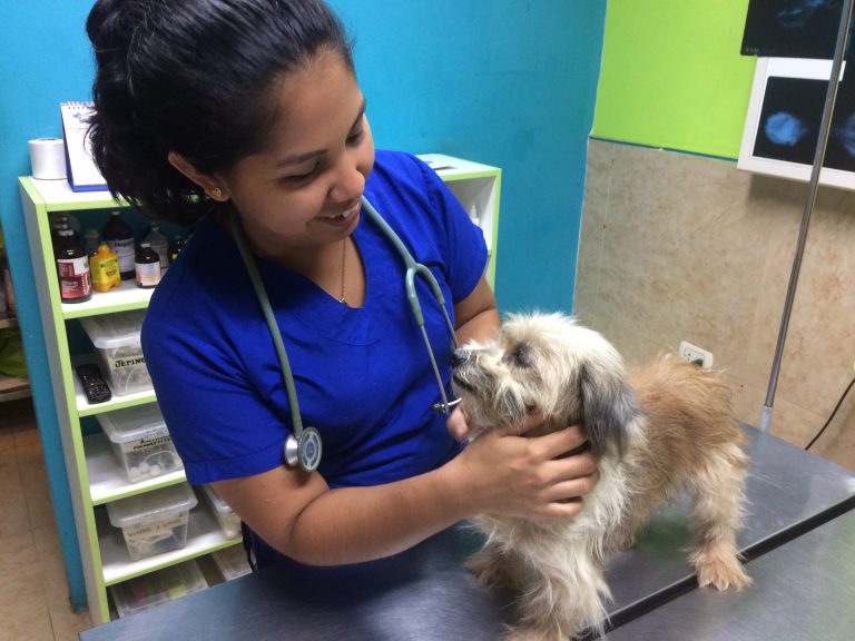 ‘Reino Animal’: puro amor humano al servicio de tus mascotas