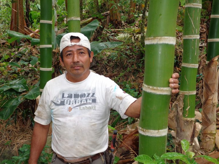 Piura integra Mesa Técnica Nacional para impulsar cultivo del bambú