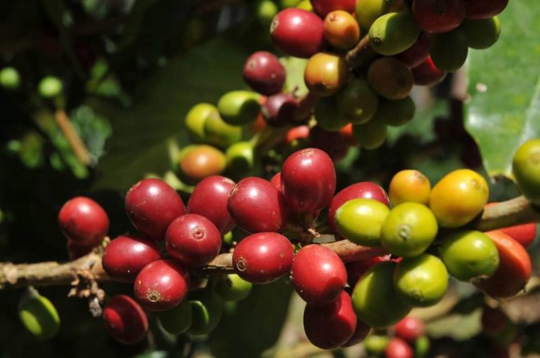 Anuncian S/ 220 millones para reactivar el sector cafetalero