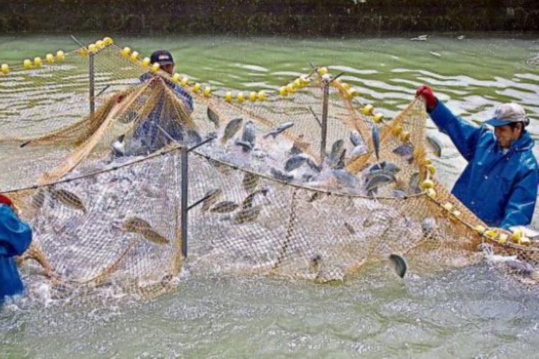 Destinan S/73 millones para promover la innovación en pesca y acuicultura