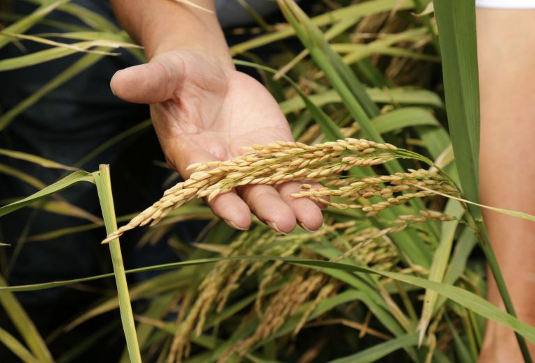 Costa norte producirá arroz de alta calidad genética y resistente a plagas