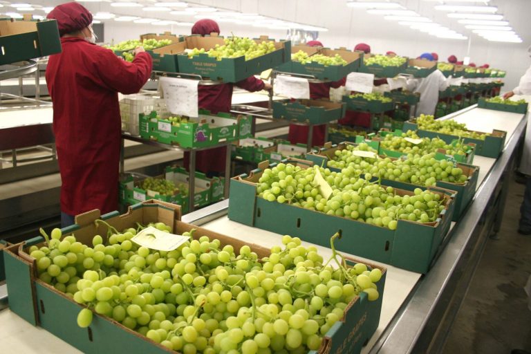 Exportaciones de frutas y hortalizas crecieron 2 % en primer trimestre
