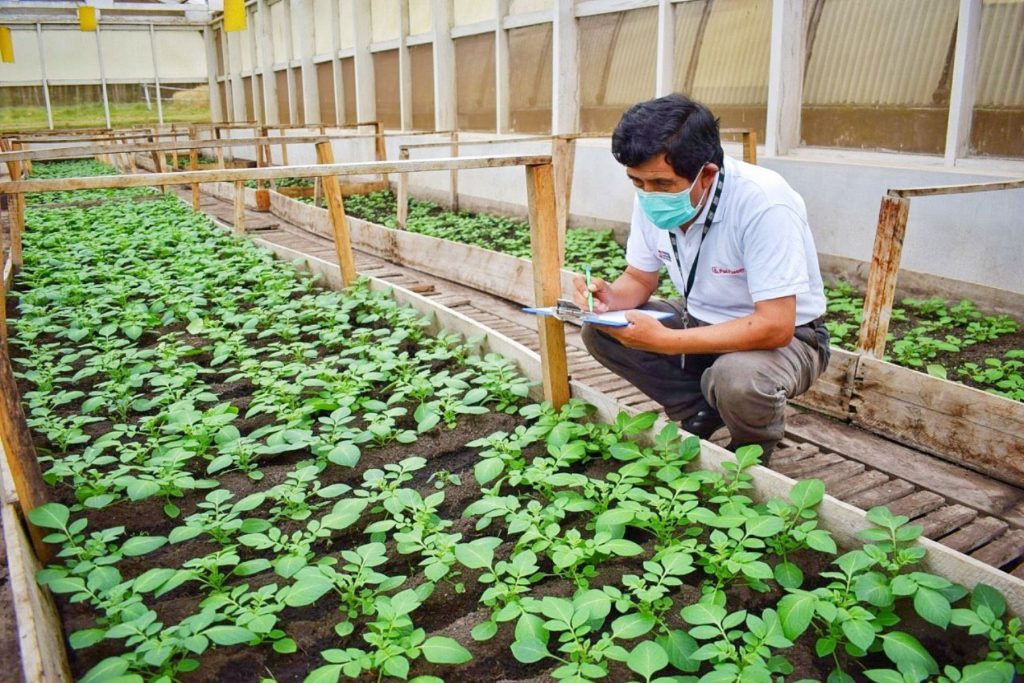 Conoce los sectores económicos que crecieron en Perú pese a pandemia