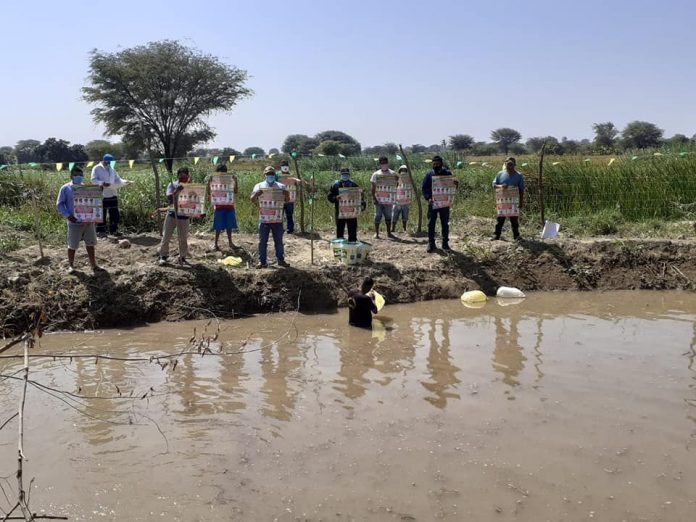 CRIADERO, TILAPIA, CURA MORI