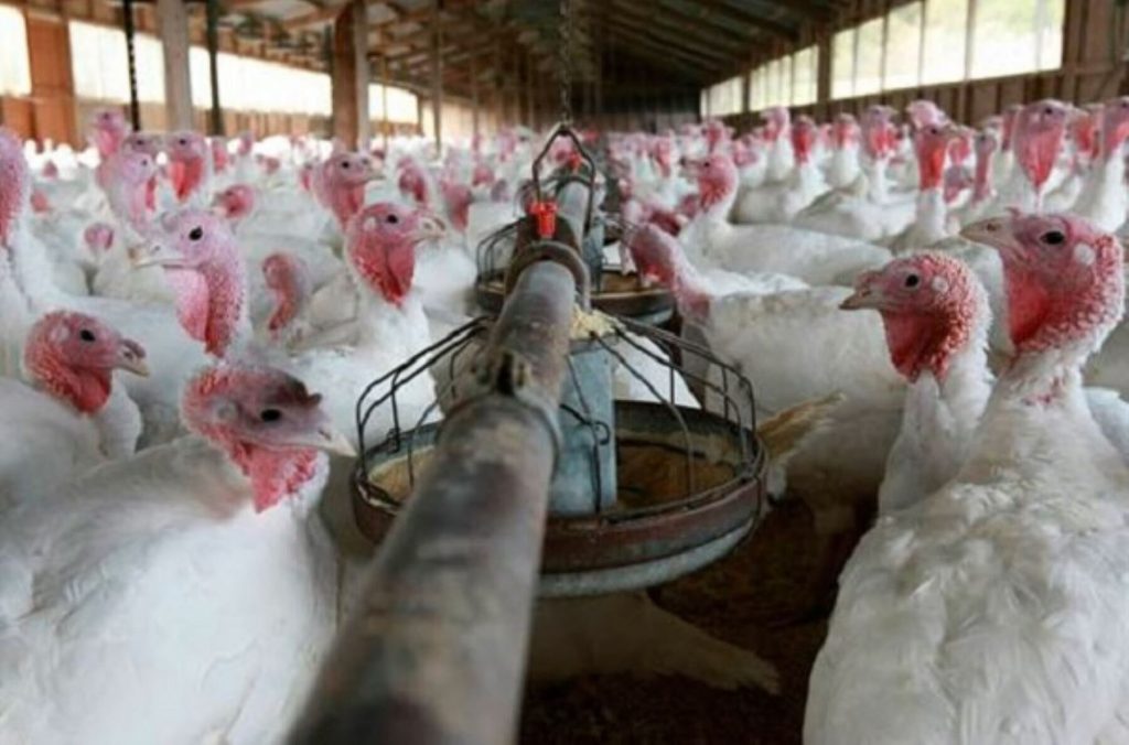Conoce cuál será la demanda de pavos en esta Navidad de pandemia