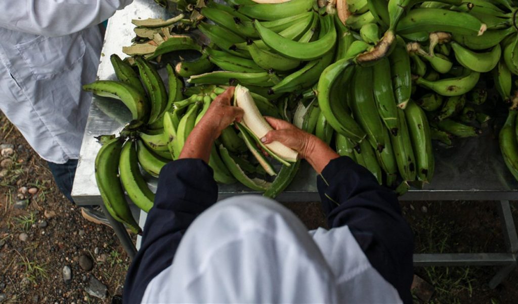 Mipymes y productores de banano podrán aumentar posibilidades de internacionalización Mipymes y productores de banano podrán aumentar posibilidades de internacionalización