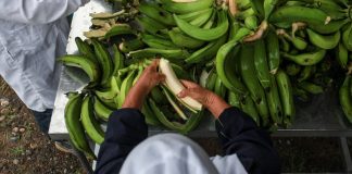 Mipymes y productores de banano podrán aumentar posibilidades de internacionalización