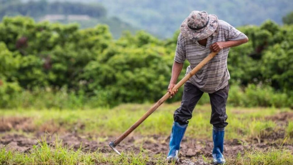 Crisis agraria en Piura: El Niño afectaría los principales productos de exportación de la región Crisis agraria en Piura: El Niño afectaría los principales productos de exportación de la región