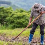 Crisis agraria en Piura: El Niño afectaría los principales productos de exportación de la región