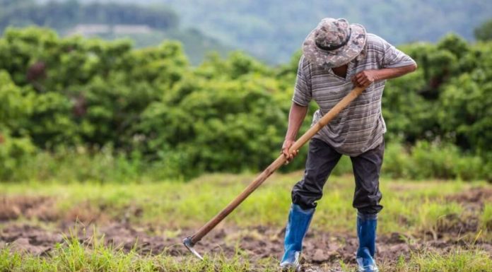 Crisis agraria en Piura: El Niño afectaría los principales productos de exportación de la región