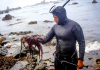 Más de 500 pescadores de Piura y Lambayeque se beneficiarán con el fin de la veda de pulpo