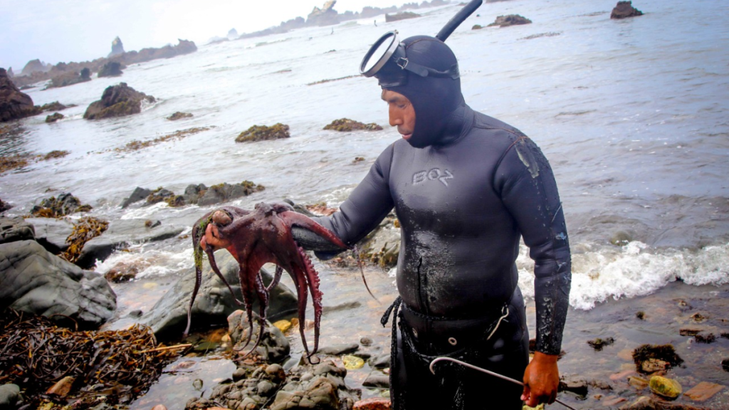 Más de 500 pescadores de Piura y Lambayeque se beneficiarán con el fin de la veda de pulpo Más de 500 pescadores de Piura y Lambayeque se beneficiarán con el fin de la veda de pulpo