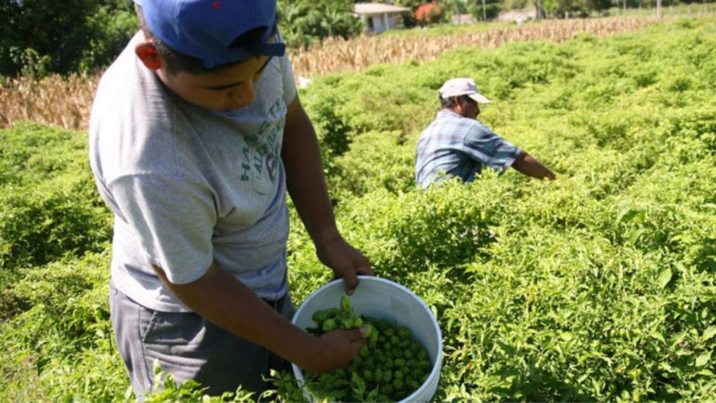 Sector agrícola en Piura sería declarado en quiebra a causa del fenómeno de El Niño