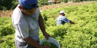 Sector agrícola en Piura sería declarado en quiebra a causa del fenómeno de El Niño