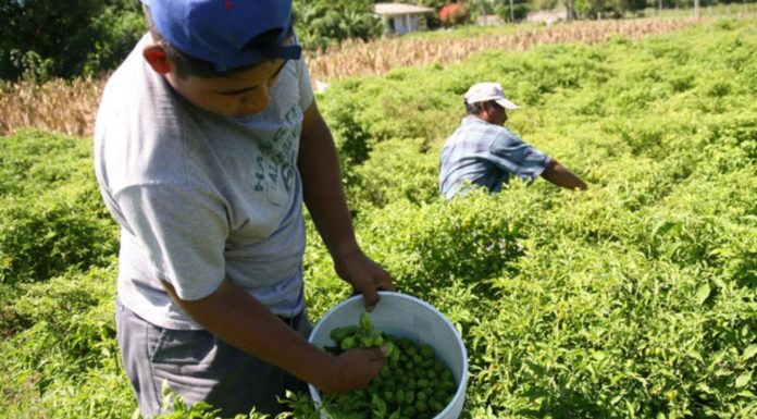 Sector agrícola en Piura sería declarado en quiebra a causa del fenómeno de El Niño