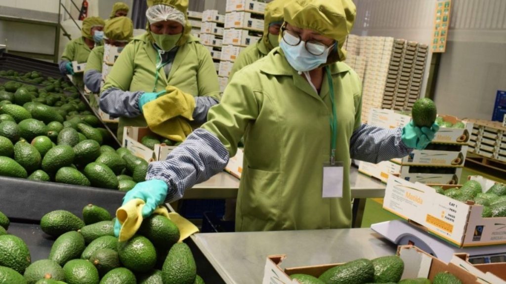 Agroexportaciones superaron los US$5,000 millones: ¿Cuáles fueron los productos que más destacaron? Agroexportaciones superaron los US$5,000 millones ¿Cuáles fueron los productos que más destacaron