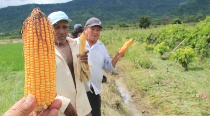 Fogasa recibirá S/10 mil millones para productores agrarios afectados por los eventos climatológicos