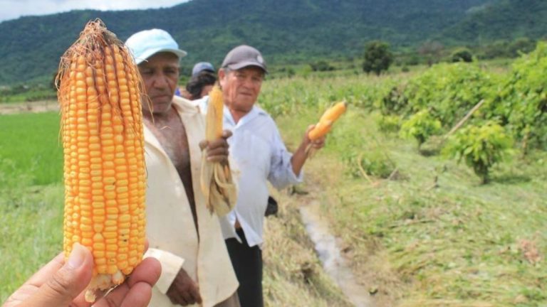 Fogasa recibirá S/10 mil millones para productores agrarios afectados por los eventos climatológicos