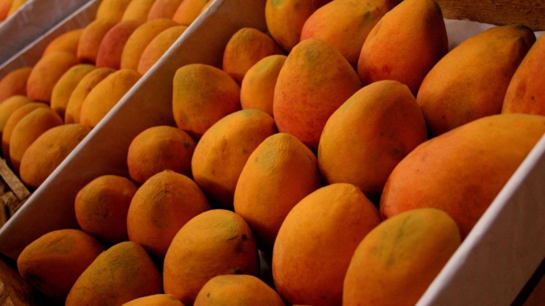 Piura Producción de mango caería hasta 80% por los fenómenos climatológicos