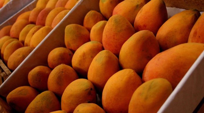 Piura Producción de mango caería hasta 80% por los fenómenos climatológicos