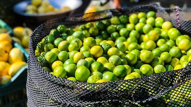 Precio del limón continúa bajando: ¿A cuánto se ofrece en los mercados mayoristas?
