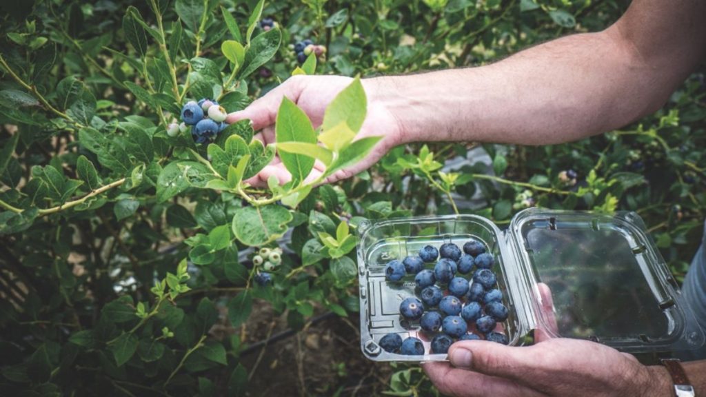 Producción de arándanos cayó casi 80% en Piura
