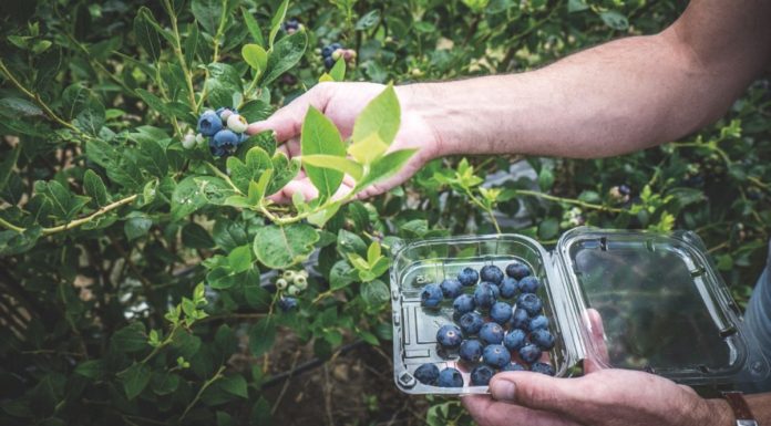 Producción de arándanos cayó casi 80% en Piura