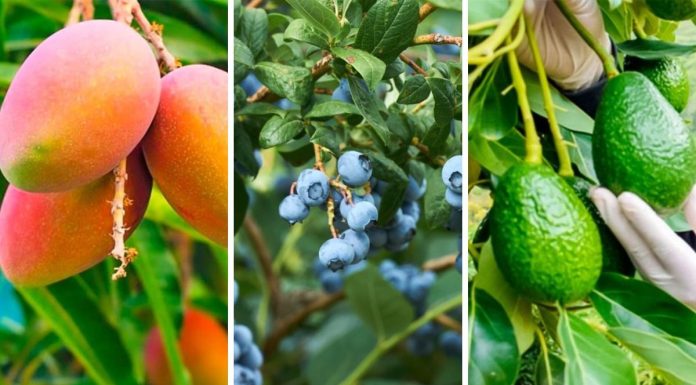 Producción de mango, arándanos y palta continúa cayendo a causa del FEN