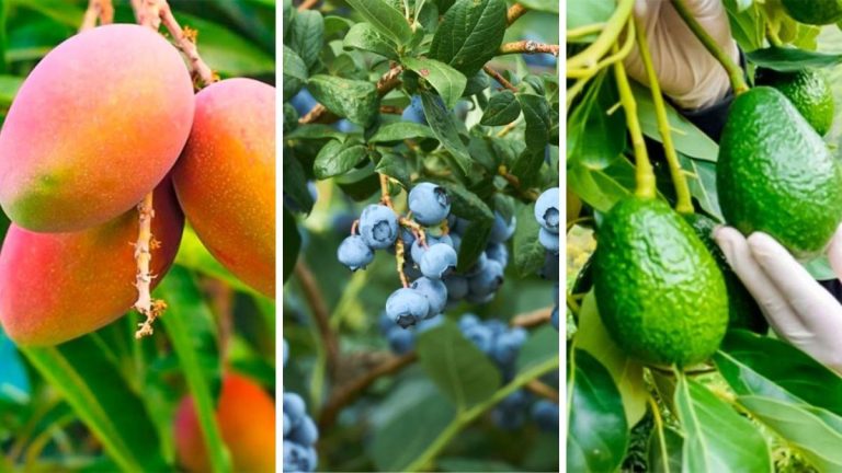 Producción de mango, arándanos y palta continúa cayendo a causa del FEN