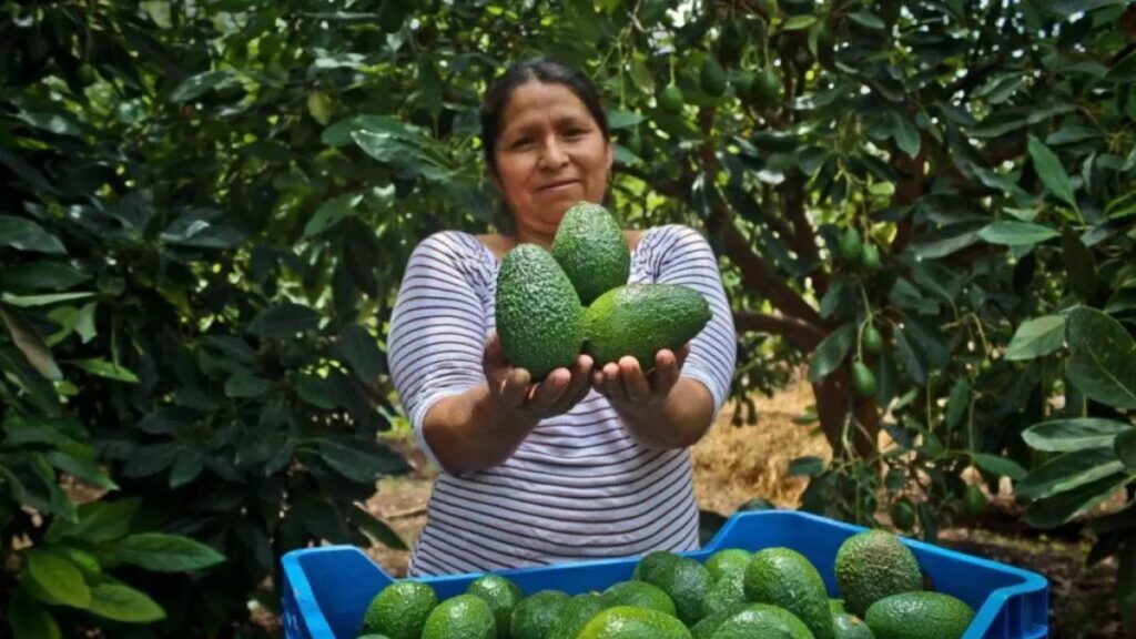 Exportaciones de palta crecieron 9% entre enero y setiembre de 2023: ¿Cuáles fueron sus principales destinos? Exportaciones de palta peruana crecieron 9% entre enero y setiembre de 2023 ¿Cuáles fueron sus principales destinos