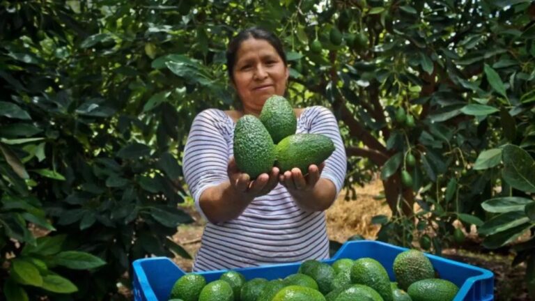 Exportaciones de palta peruana crecieron 9% entre enero y setiembre de 2023 ¿Cuáles fueron sus principales destinos