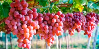 Exportaciones peruanas de uva fresca crecieron 54% en lo que va de la campaña 2023-2024