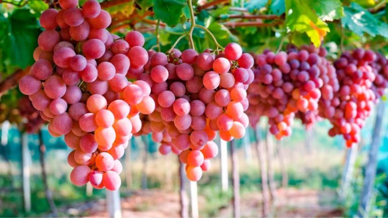 Exportaciones peruanas de uva fresca crecieron 54% en lo que va de la campaña 2023-2024