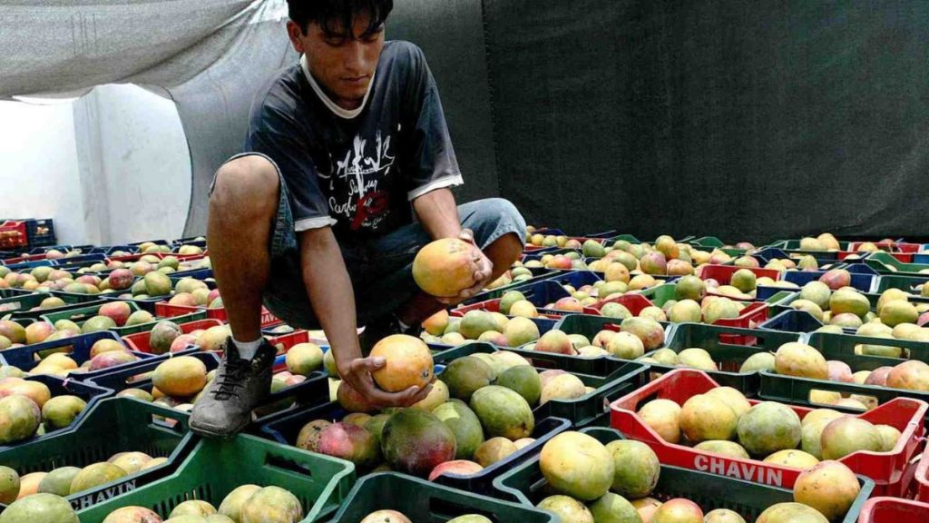 Producción de mango caería más de 80% en la campaña 2023-2024: ¿Cómo será la siguiente campaña? Producción de mango caería más de 80% en la campaña 2023-2024 ¿Cómo será la siguiente campaña