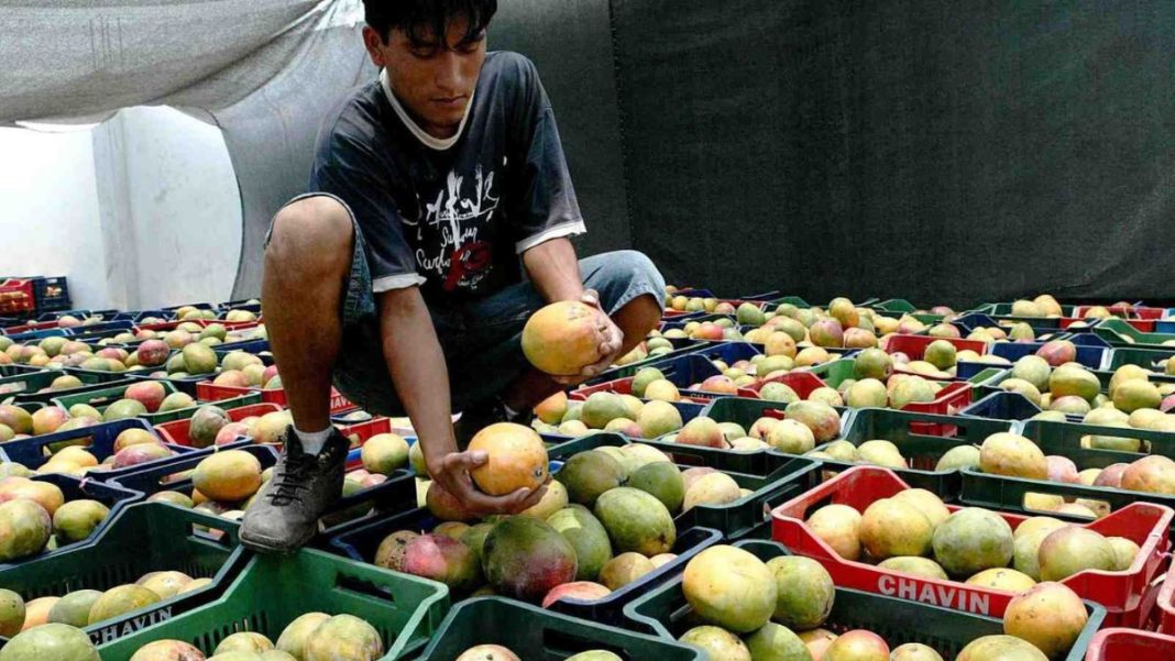 Producción de mango caería más de 80% en la campaña 2023-2024 ¿Cómo será la siguiente campaña