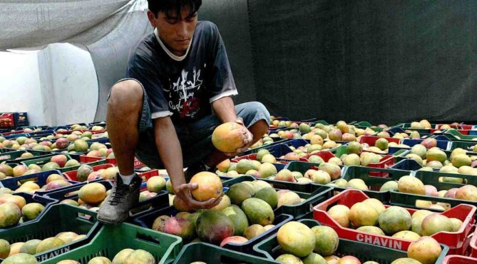 Producción de mango caería más de 80% en la campaña 2023-2024 ¿Cómo será la siguiente campaña