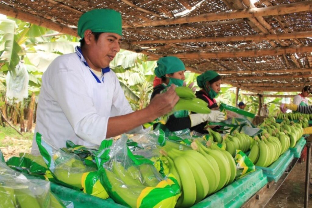 Agroexportaciones de Piura cayeron 4.7% en el 2023 Agroexportaciones de Piura cayeron 4.7% en el 2023