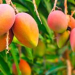 Producción de mango en Piura cayó un 80% entre enero y junio de este año