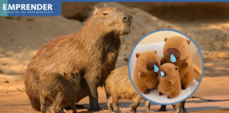 Capibarismo al poder: ¿por qué este tierno animal se volvió un peluche tan popular?