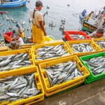 Sector Pesca impulsa el crecimiento económico y proyecta un 2025 positivo