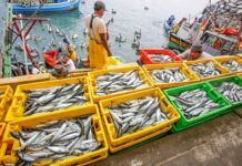 Sector Pesca impulsa el crecimiento económico y proyecta un 2025 positivo