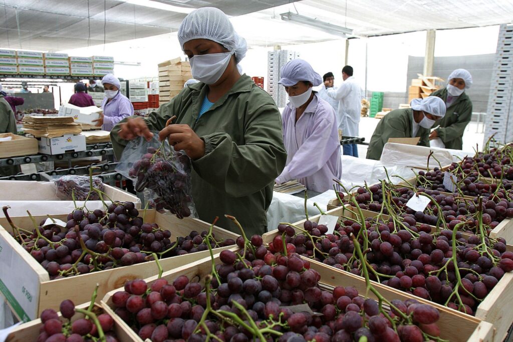 Piura presentó caída de 7.4% en exportaciones durante 2024 Piura presentó caída de 7.4% en exportaciones durante 2024