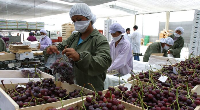 Piura presentó caída de 7.4% en exportaciones durante 2024