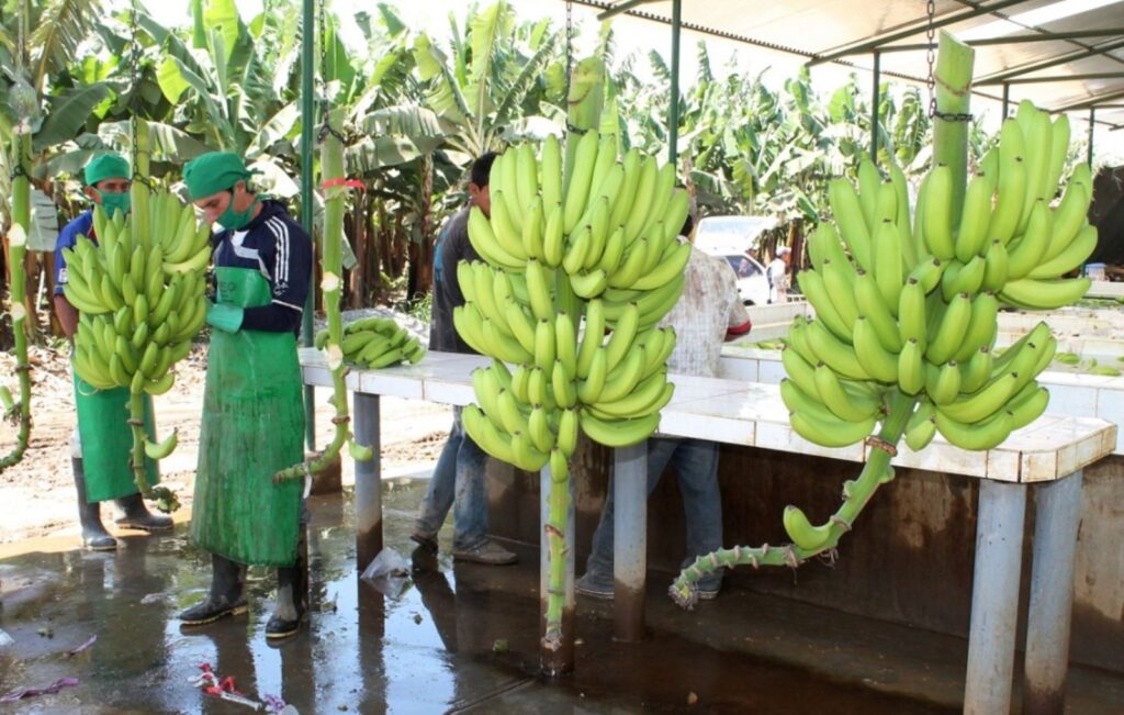 Exportaciones piuranas caen un 3.1% en 2024 y alcanzan los US$ 3,568 millones Exportaciones piuranas caen un 3.1% en 2024 y alcanzan los US$ 3,568 millones