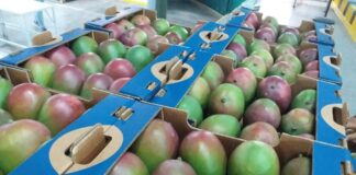 La economía de Piura creció 5.7% en el primer trimestre de 2025