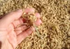 Piura impulsa crecimiento económico con récord de producción arrocera