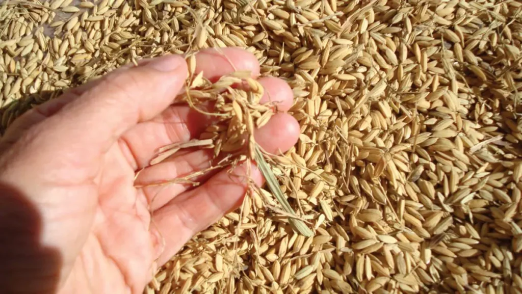 Piura impulsa crecimiento económico con récord de producción arrocera