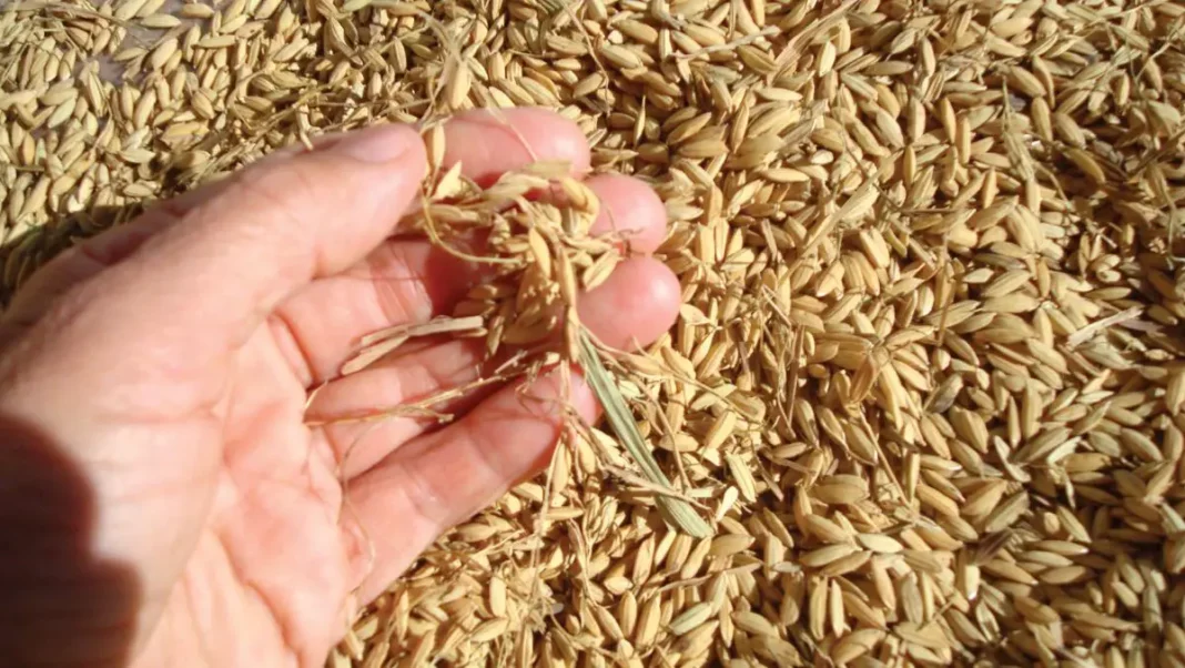 Piura impulsa crecimiento económico con récord de producción arrocera