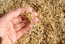 Piura impulsa crecimiento económico con récord de producción arrocera